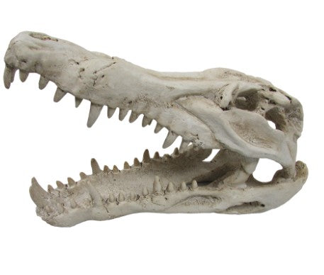 URS Croc Skull