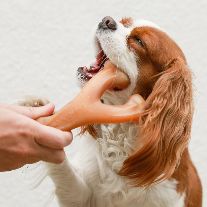 Benebone Wishbone [Sz:Small Cl:Peanut Butter]