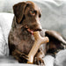 Benebone Bacon Stick [Sz:Large]