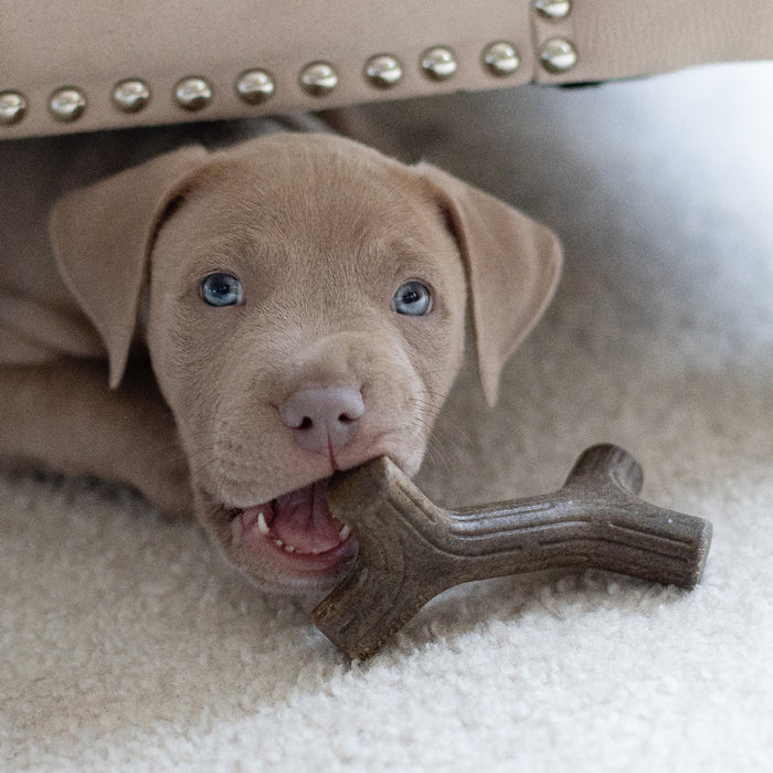 Benebone Puppy Maplestick [Sz:Small]