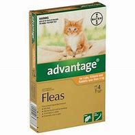 Advantage Kitten and Small Cat 0-4kg [Sz:4pk Cl:Orange]