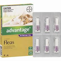 Advantage Large Cat Over 4kg [Sz:6pk Cl:Purple]