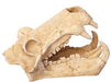 Aqua One Ornament Hippo Skull [Sz:11 X 18.5 X 13CM]