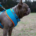 Kazoo Active Collar [Sz:Small Cl:Blue/Orange]