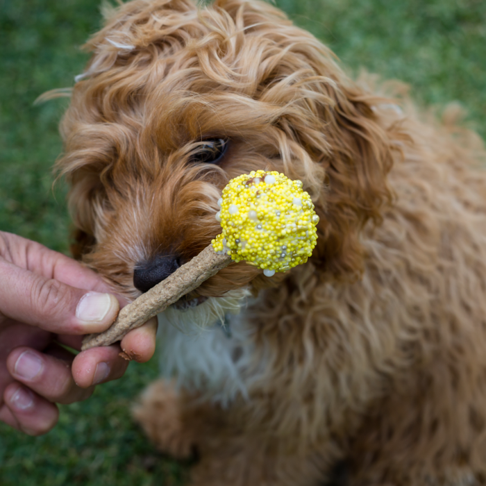 Kazoo Dog Cake Pop [Cl:Yellow]