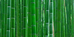 Aqua Natural Bamboo Forest Background [Sz:Extra Large 60x120cm]