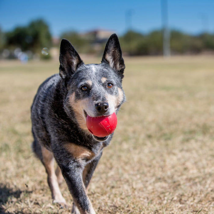 Kong Dog Ball (DISC)