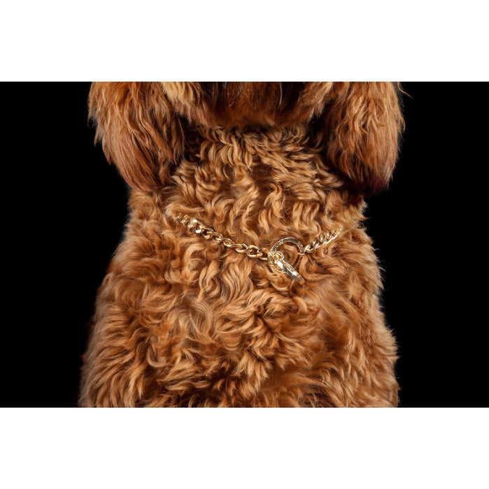 Big & Little Dogs Gold Dog Chain