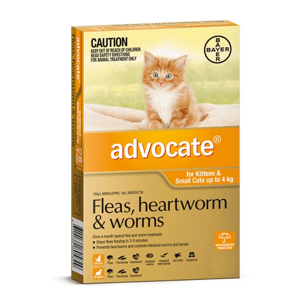 Advocate Kitten and Small Cat Orange
