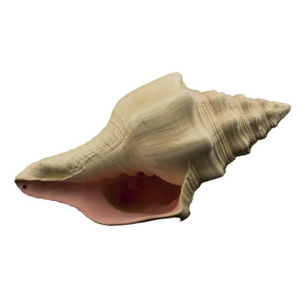 Bioscape Murex Shell