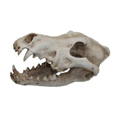 URS Wolf Skull