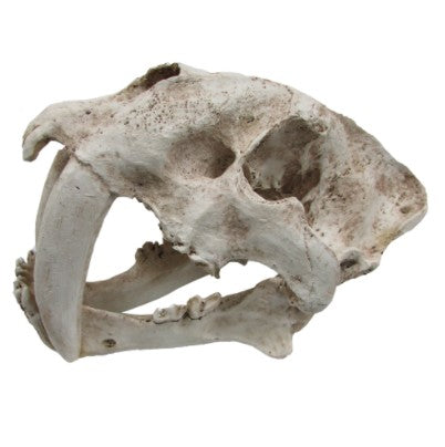 URS Sabre Tooth Skull