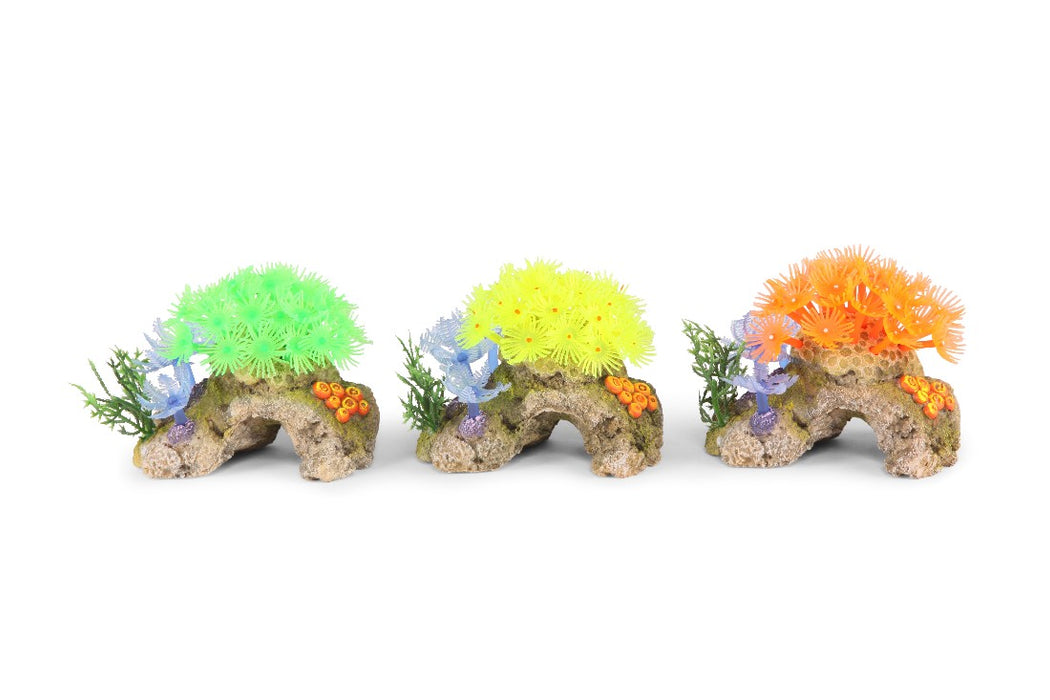 Kazoo Assorted Soft Coral on Rock