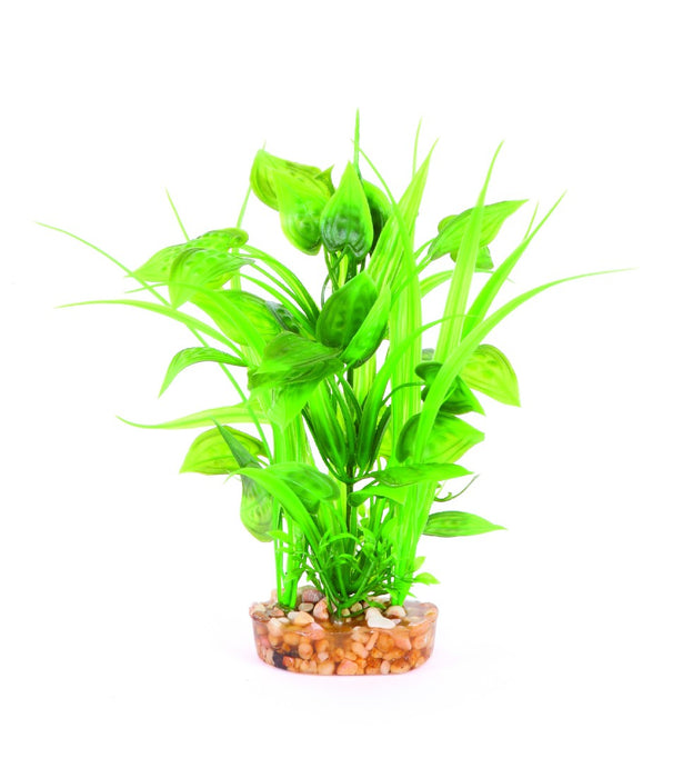 Kazoo Plant Combo Thin Leaf with Spot